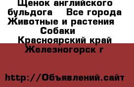 Щенок английского бульдога  - Все города Животные и растения » Собаки   . Красноярский край,Железногорск г.